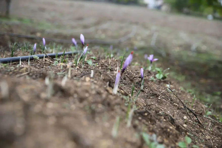 "15 KASIM'A KADAR ÇİÇEKLENMEYE DEVAM EDER" 2 "15 KASIM'A KADAR ÇİÇEKLENMEYE DEVAM EDER" 2
