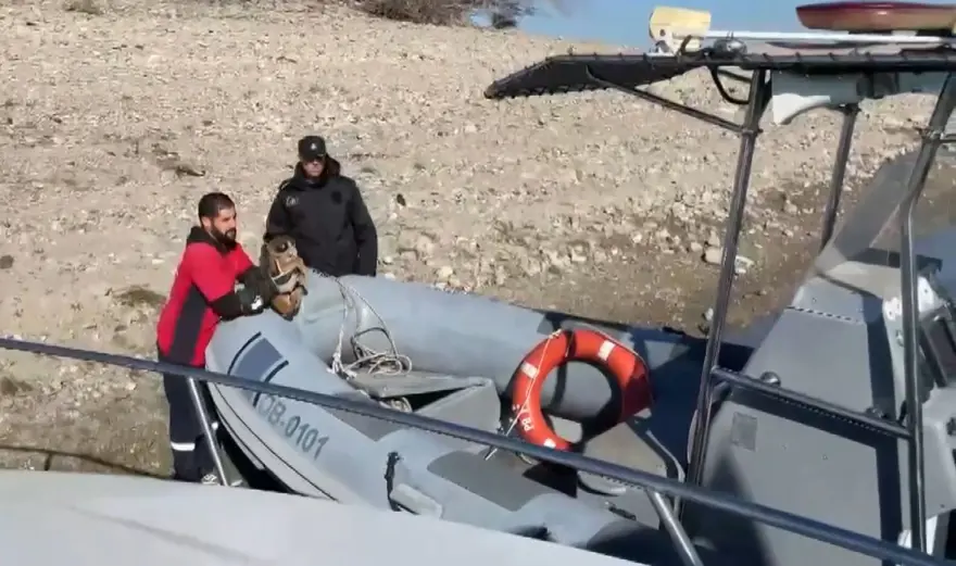 Sevgi Adası'nda 6 köpek mahsur kaldı: Polisten kurtarma operasyonu 3