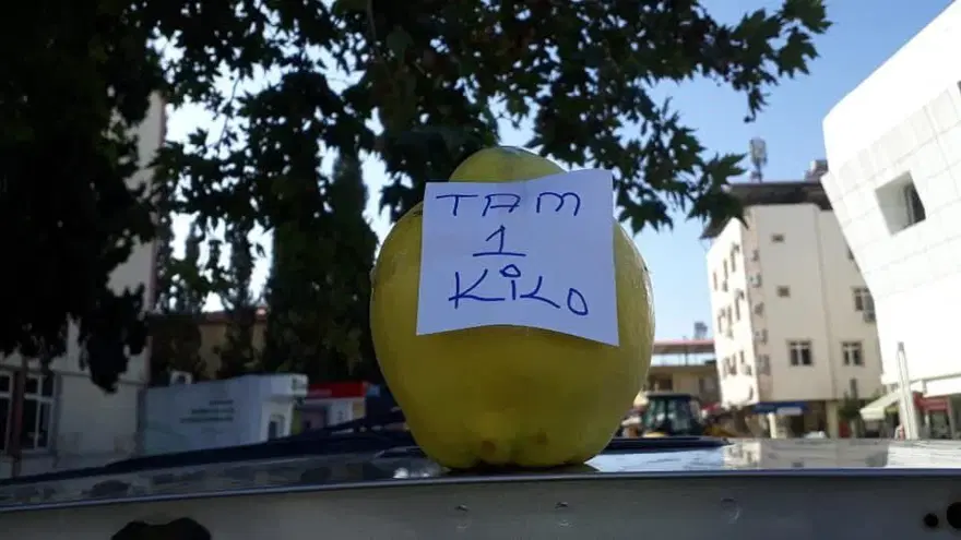 Ağırlığı 1 kiloya kadar çıkıyor, bu da limon ayva: Boğaz ağrısına, bağışıklığa iyi geliyor 4
