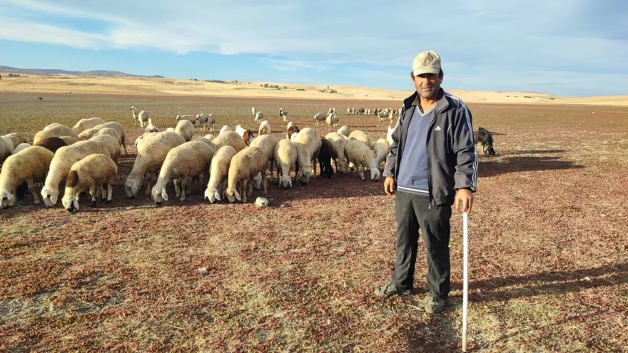 Kuraklığın vahim tablosu: Toprak çatladı, hayvanlar otlatılıyor 2