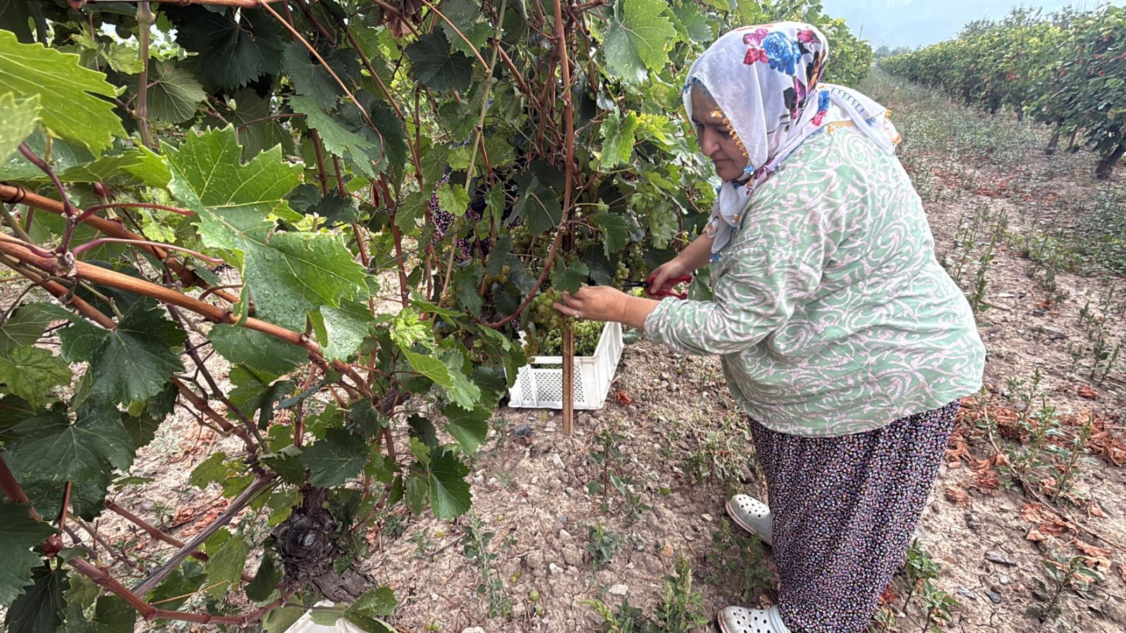 Don vurdu, rekolte yüzde 80 düştü: Bağda kilo fiyatı 45 ile 50 lira