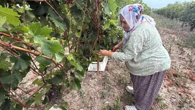 Don vurdu, rekolte yüzde 80 düştü: Bağda kilo fiyatı 45 ile 50 lira