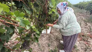 Don vurdu, rekolte yüzde 80 düştü: Bağda kilo fiyatı 45 ile 50 lira