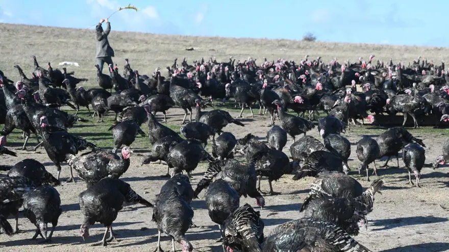 Yılbaşı hindileri satışa çıktı (Fiyatı kaç lira olacak?) 7