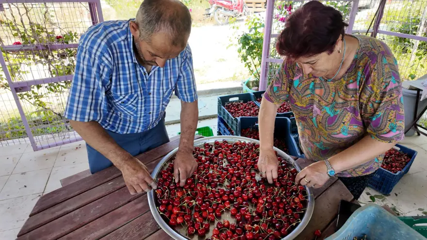 Hasat sabah saatlerinde başlıyor: Günlük 900 lira kazanıyorlar 4