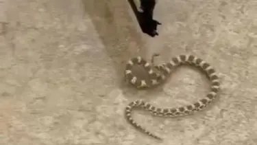 Mardin’de şeritli engerek yılanı görüldü