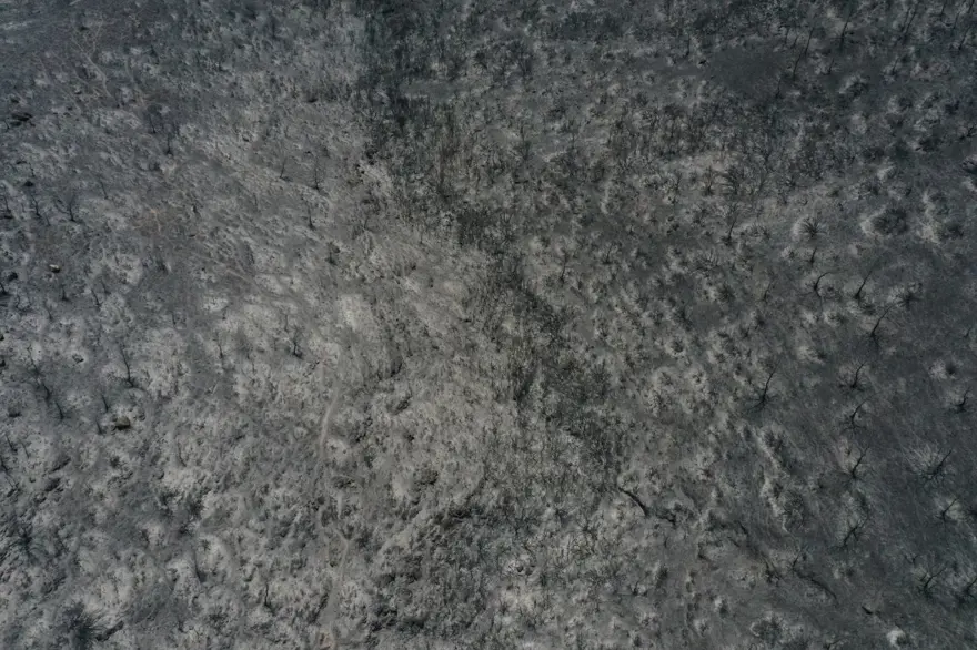 Menderes'teki orman yangınından geriye kalanlar 9