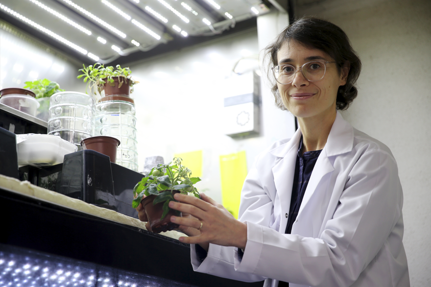 Türk bilim insanları, Ay ve Mars şartlarında domates yetiştirdi 1