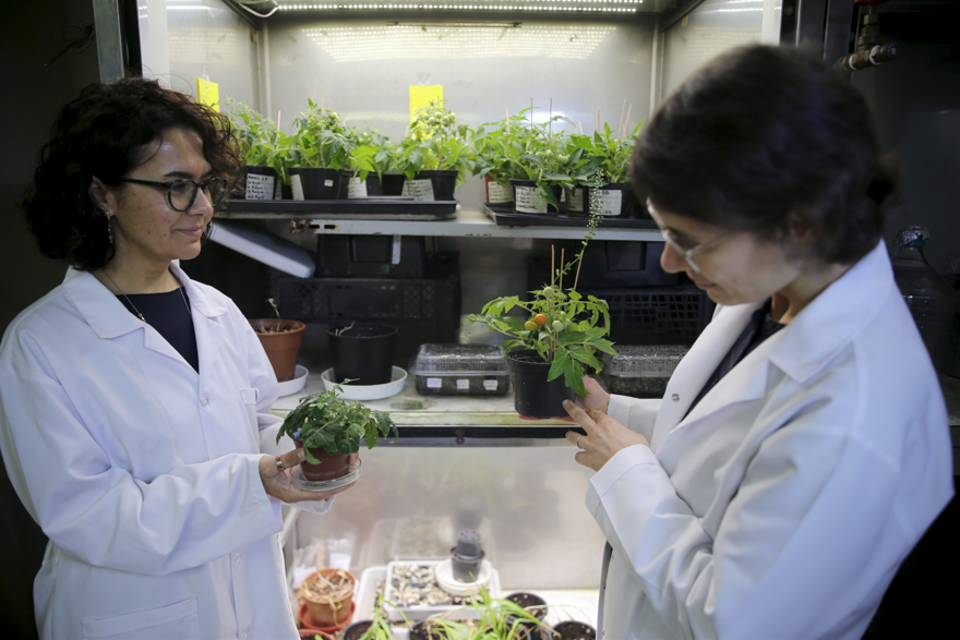 Türk bilim insanları, Ay ve Mars şartlarında domates yetiştirdi 2