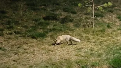 Yiyecek arayan tilkiler şehir merkezine indi