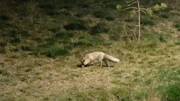 Yiyecek arayan tilkiler şehir merkezine indi