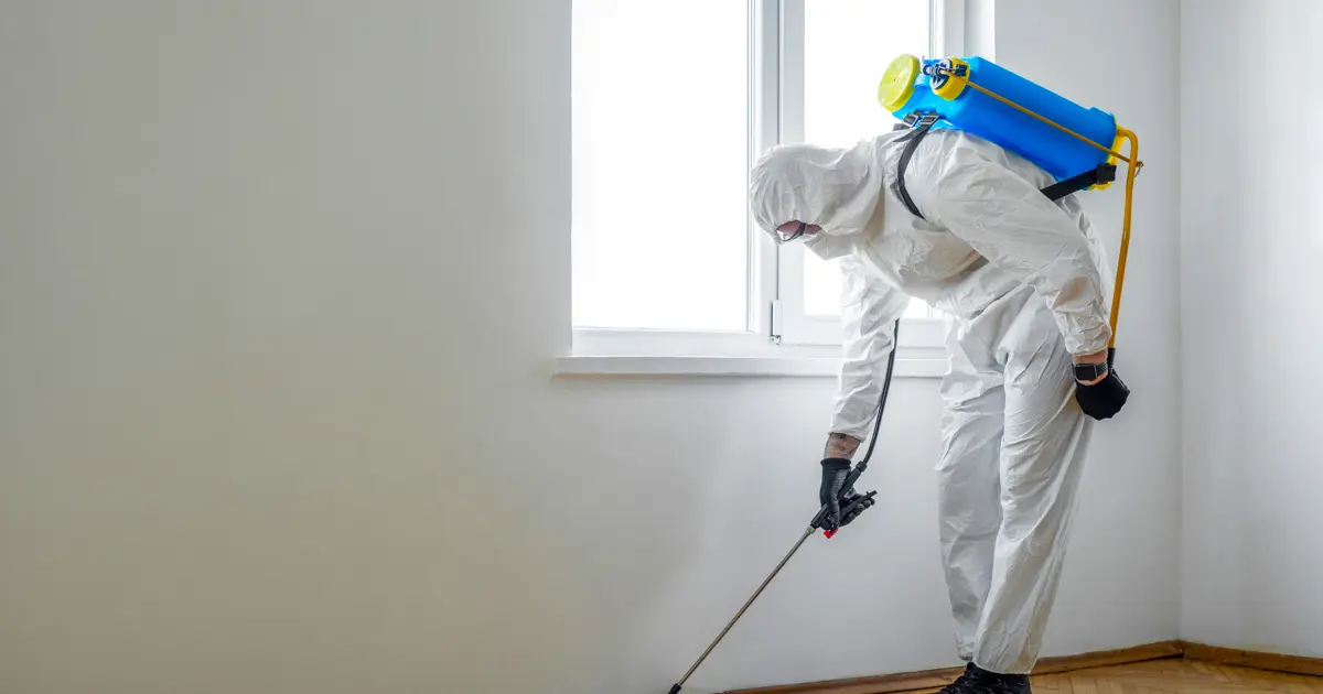 Böcek Ailesi neden öldü? Evde kullanılan ilaçlar ne kadar zehirli?