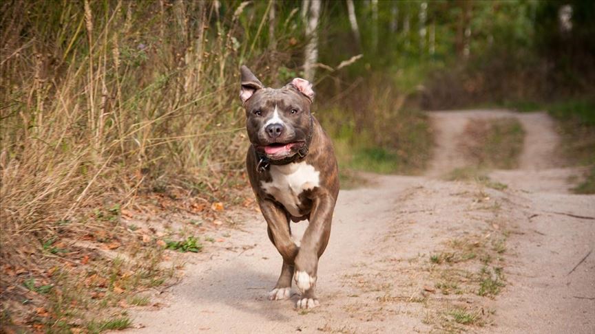 Mahkeme kararını verdi, pitbull silah sayıldı
