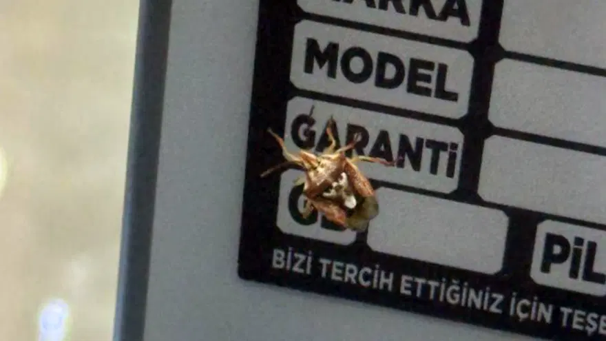 Diyarbakır'da ortaya çıktı. Sırtı insan yüzünü andırıyor Diyarbakır'da ortaya çıktı. Sırtı insan yüzünü andırıyor