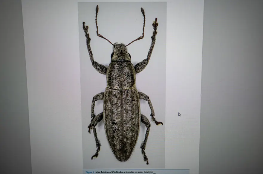 Doğu Anadolu'da keşfedildi. Dünya literatürüne girdi Doğu Anadolu'da keşfedildi. Dünya literatürüne girdi