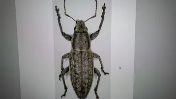 Doğu Anadolu'da keşfedildi. Dünya literatürüne girdi