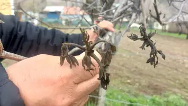 Giresun'da zirai don Şebin cevizini de vurdu