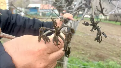 Giresun'da zirai don Şebin cevizini de vurdu