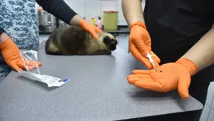 Evcil hayvanlara pasaport ve mikroçip zorunluluğu getirildi