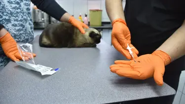 Evcil hayvanlara pasaport ve mikroçip zorunluluğu getirildi