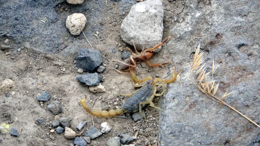 1 METRE SIÇRAMA ÖZELLİĞİNE SAHİP 4