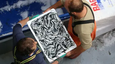 Sinop'ta balıkçı tezgahları hamsiyle doldu