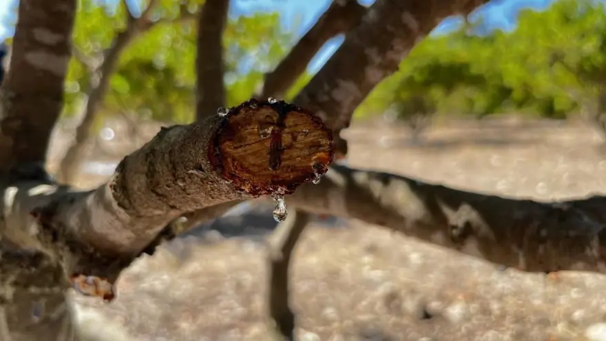 10 yıl önce dikilen sakız ağaçlarına ilk çizikler atıldı 1