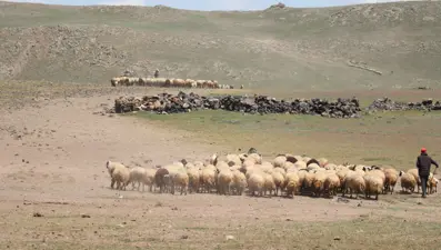 Tendürek Dağı eteklerinde zorlu mesai: Gün doğumuyla başlıyor, geç saatlere kadar sürüyor