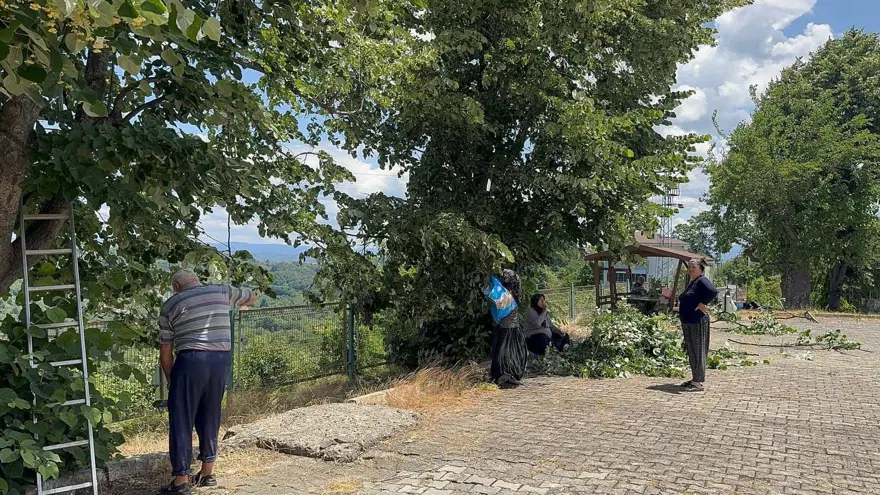 Çok faydası var, hasadı başladı: Bu yıl kilosu 2 bin 500 ila 3 bin lira arasında 3