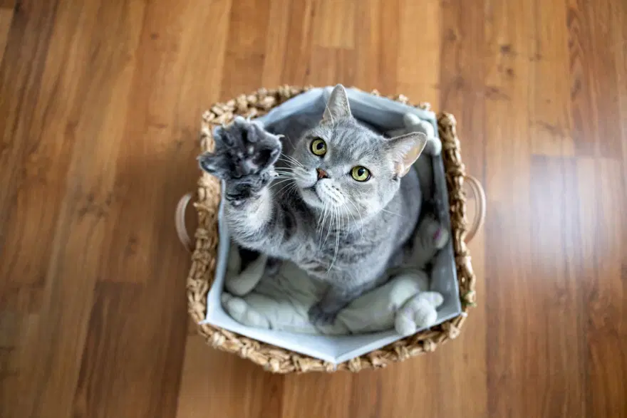 Kedilerle ilgili eğlenceli gerçekler (8 Ağustos Uluslararası Kedi Günü) 10 Kedilerle ilgili eğlenceli gerçekler (8 Ağustos Uluslararası Kedi Günü) 10