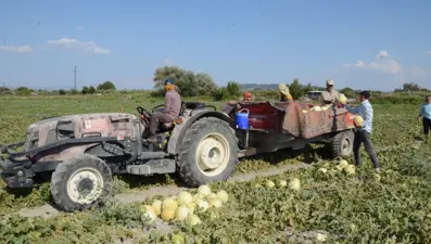 Kırkağaç kavununda ilk hasat yapıldı: 30 bin ton rekolte bekleniyor