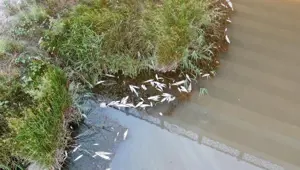 Kızılırmak'taki balık ölümlerinin nedeni belli oldu Kızılırmak'taki balık ölümlerinin nedeni belli oldu