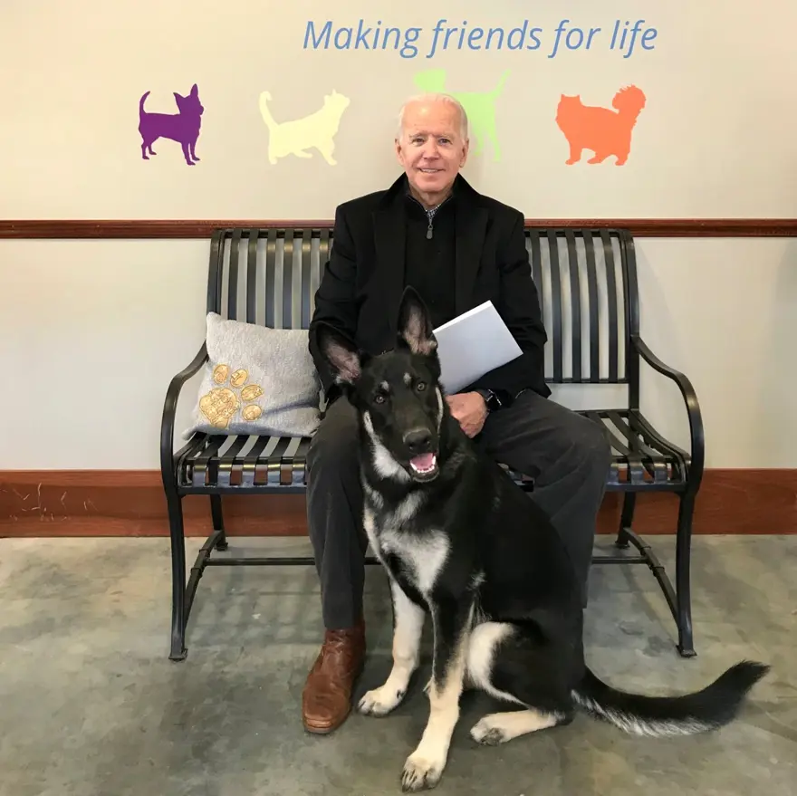 JoeBiden, Beyaz Saray’a sahiplendiği iki köpeği ile taşınacak (Beyaz Saray’ın evsahipliği yaptığı tüm evcil hayvanlar) 