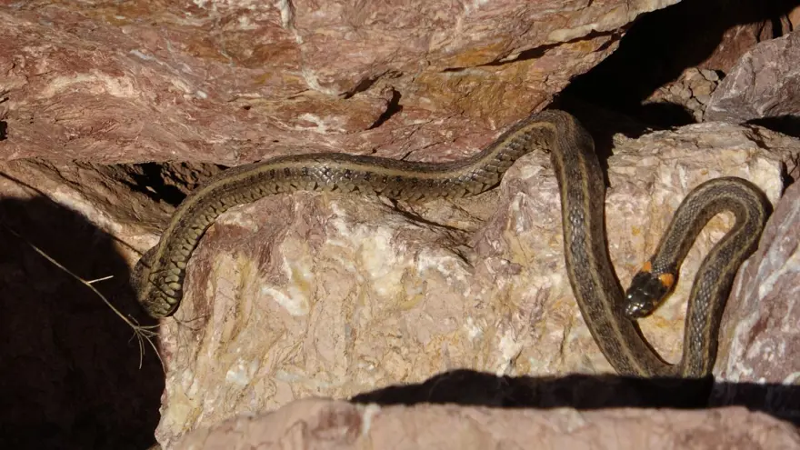 Yüksekova'da sürü halindeki yılanlar Brezilya'nın 'Yılan Adası'nı andırıyor 17