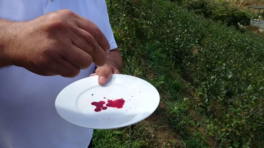 Karadeniz'in yeni meyvesi 'Aronya'da ilk hasat 10