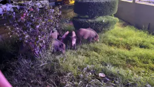 Aç kalan yaban domuzları şehir merkezine indi Aç kalan yaban domuzları şehir merkezine indi