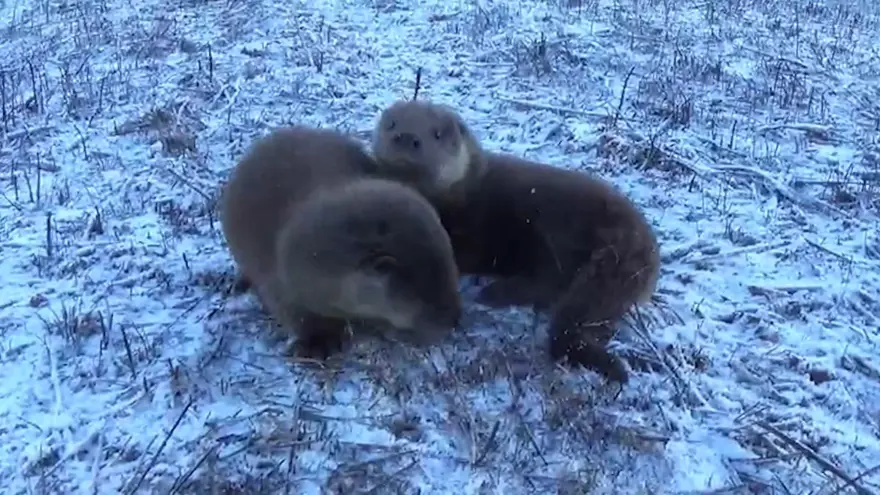Yavru su samurları: Ortaya renkli görüntüler çıktı 2
