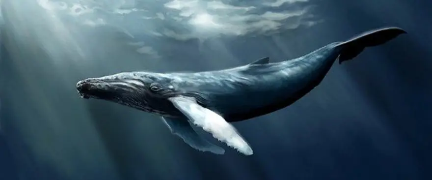 Peru'da 43 milyon yıl öncesine ait dört bacaklı balina fosili bulundu 2