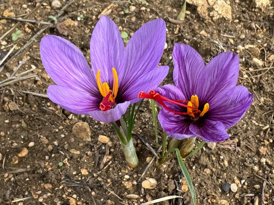 Dünyanın en pahalı baharatı: UNESCO Dünya Mirası Listesi'nde 7 Dünyanın en pahalı baharatı: UNESCO Dünya Mirası Listesi'nde 7