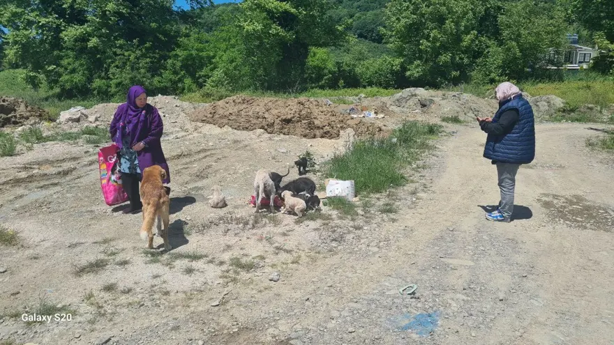 Alaplı'da uyuz paniği 3 Alaplı'da uyuz paniği 3