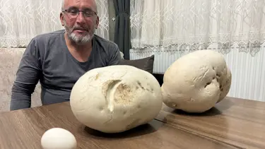 Isparta'da dev mantarlar bulundu