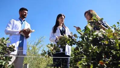 4 yıl önce deneme amacıyla ekmişti:  "Süper meyve" gelir kaynağı oldu