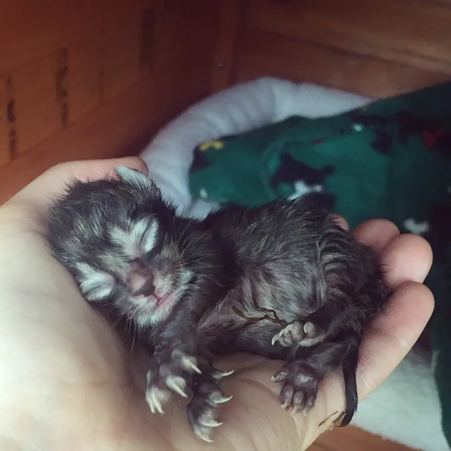 Hayatını kedileri kurtarmaya adadı 196