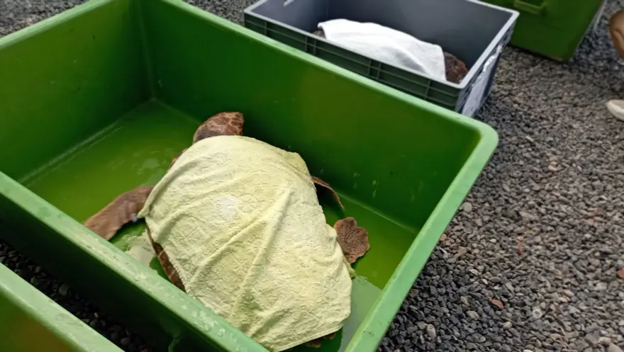 35 bin yavru caretta caretta denizle buluştu 4