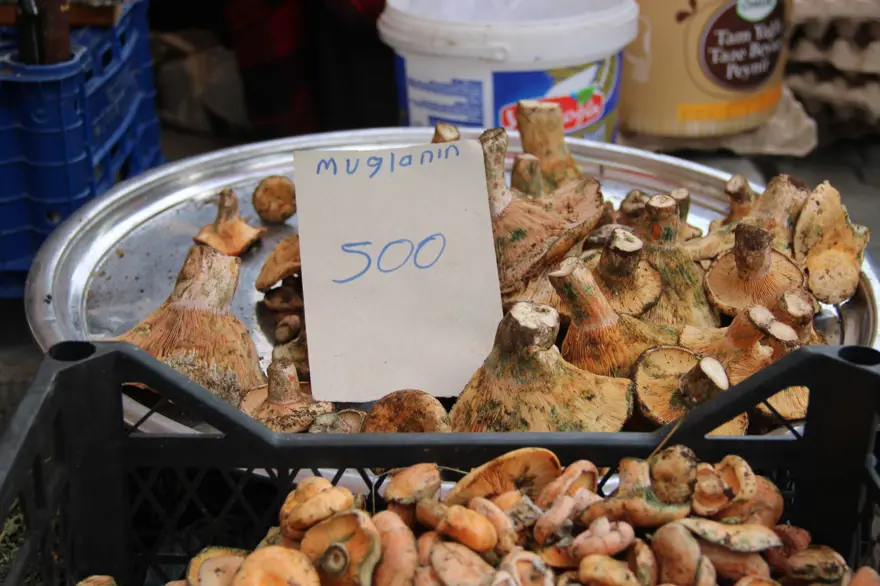 Yağmur sonrası çıkıyor, ormanda tek tek toplanıyor: Kilosu 500 liradan pazara indi 1 Yağmur sonrası çıkıyor, ormanda tek tek toplanıyor: Kilosu 500 liradan pazara indi 1