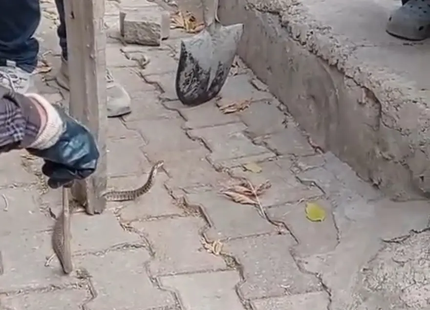 Mahalleli 3 gün nöbet tuttu: Bir ilde yılan paniği 1