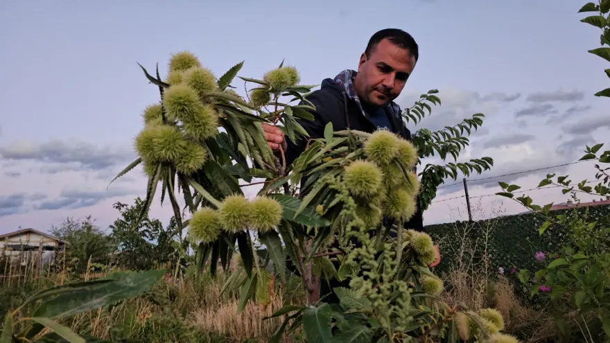 Doğu'nun soğuğunda yetiştirdi: Muşmula, dağ çileği, yer fıstığı... 5 Doğu'nun soğuğunda yetiştirdi: Muşmula, dağ çileği, yer fıstığı... 5