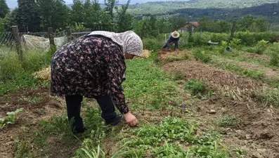 İstanbul'dan memleketlerine döndüler: 2 kardeş 10 dönümlük arazide yetiştiriyor