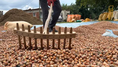 4 Ağustos’ta başladı: Kurutma mesaisi başladı