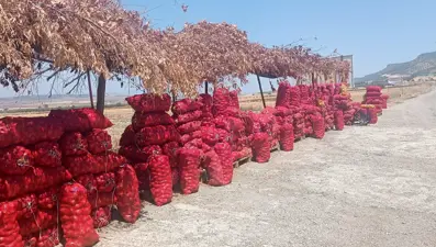 Tarlada 3, tezgahta 15 lira: Yol kenarında satıyor